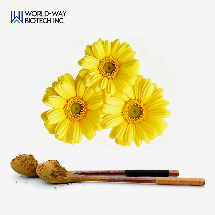 Chrysanthemum Extract Powder Chrysanthemum Extract Powder